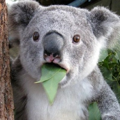 koala eating