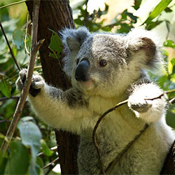 Koala in tree