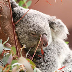 Bored Koala