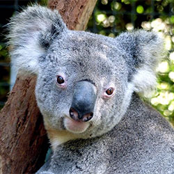 Profile pic Koala