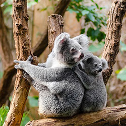 Koala mom