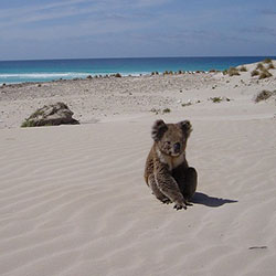 Vacation Koala