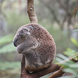 Sad Koala