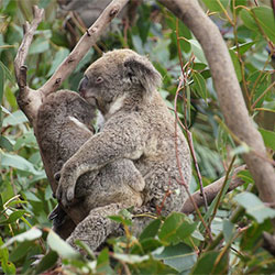 Two Koalas