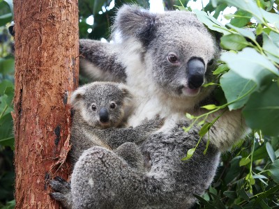 koala mom