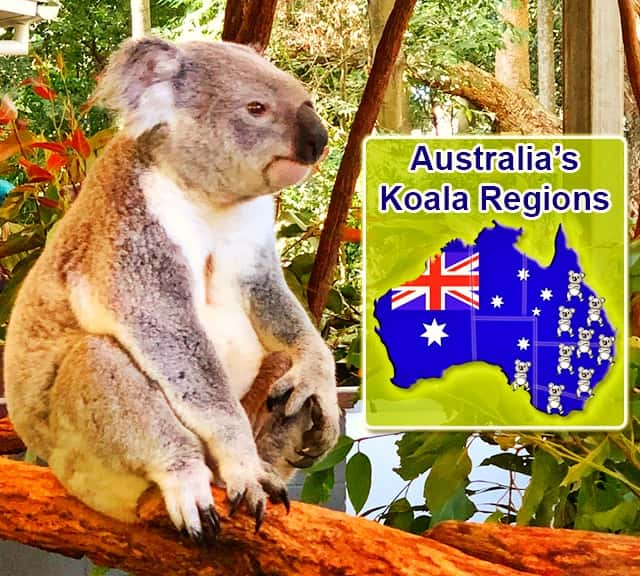 koala regions