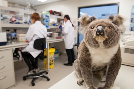 lab koala