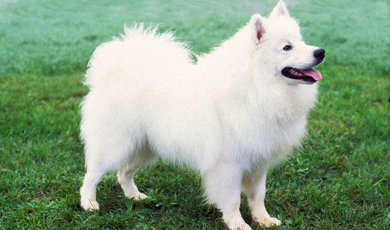 American Eskimo