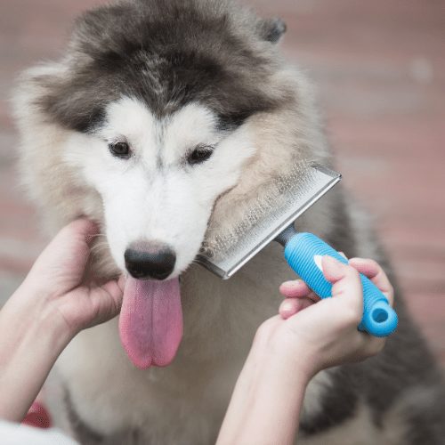Husky Grooming