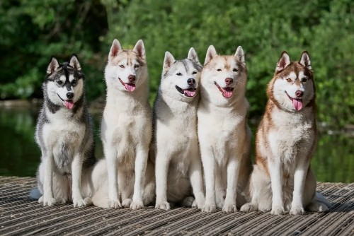 Husky Group